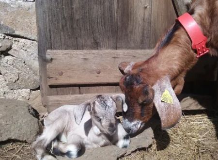 Ferme pédagogique des Bornottes 