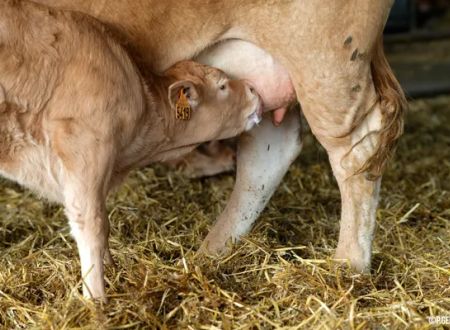 Visite de fermes de Veaux d'Aveyron et du Ségala 