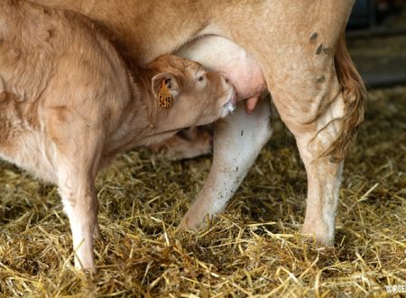 Visite de ferme de Veaux d'Aveyron et du Ségala 