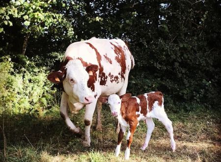 La Ferme du Froncalou 