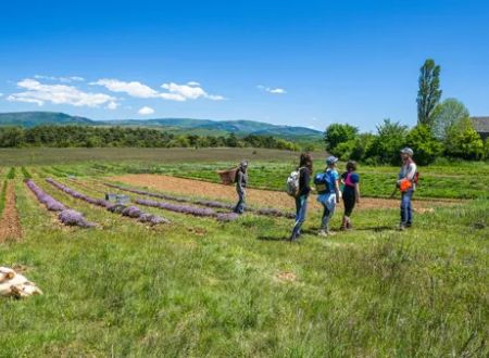 Visite-dégustation Aromatiques du Larzac 