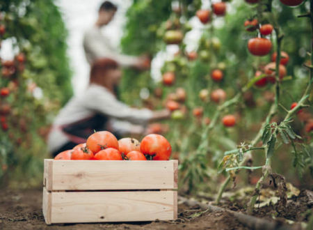 Les jardins de Lamayous 