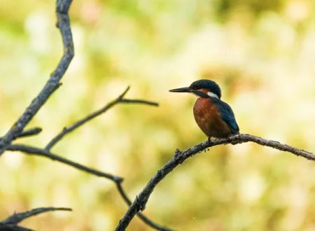 Balade faune et flore au lac de Bannac à Laramière avec Anthony Vieillard 