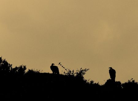 Soirée chez les vautours - Maison des Accompagnateurs 