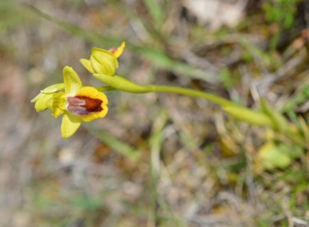 Balade commentée de la Lande de la Borie : à la recherche des Orchidées de La Rouquette 
