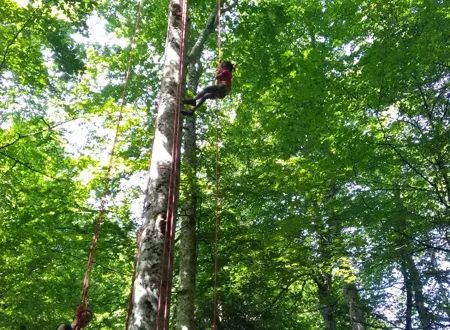 Symbiose grimpe d'arbres 