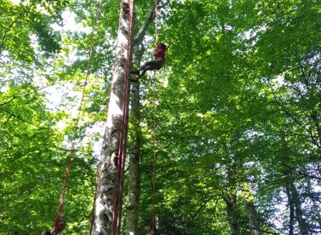 Symbiose grimpe d'arbres 