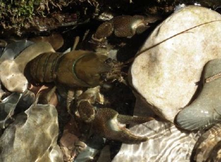 Sortie naturaliste - Expédition en zones humides 