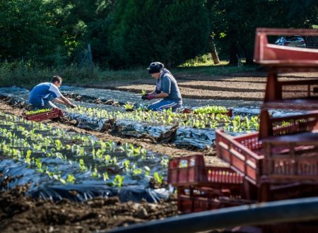 Jardin du Chayran, Visite du jardin du Chayran et dégustation : 