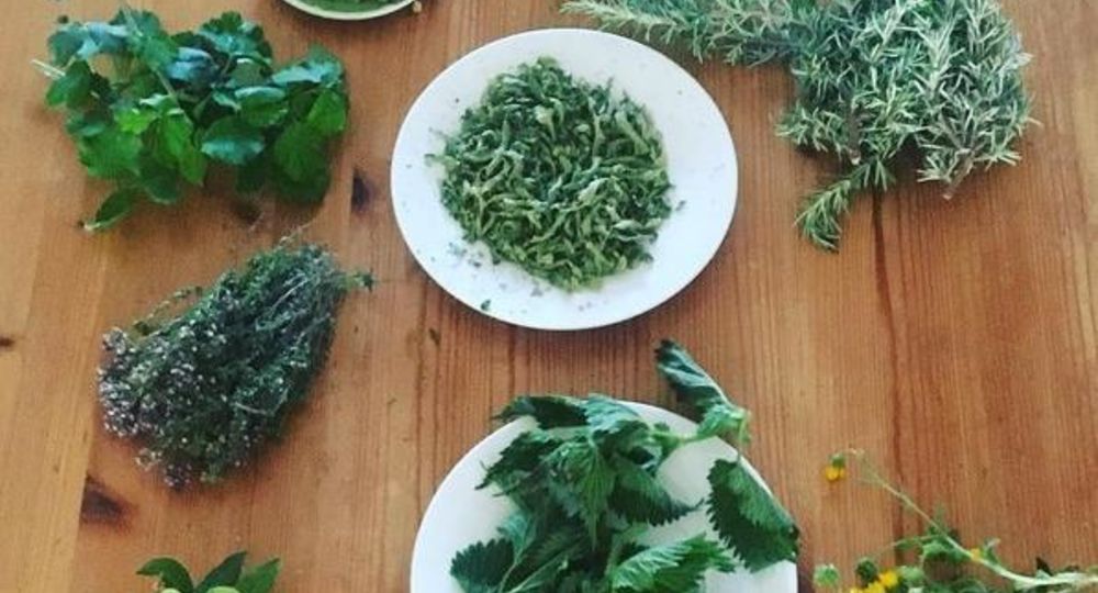 Atelier plantes sauvages
