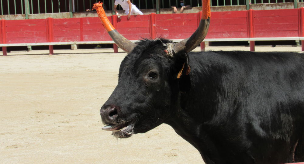 Trophée des Prémices à Vauvert
