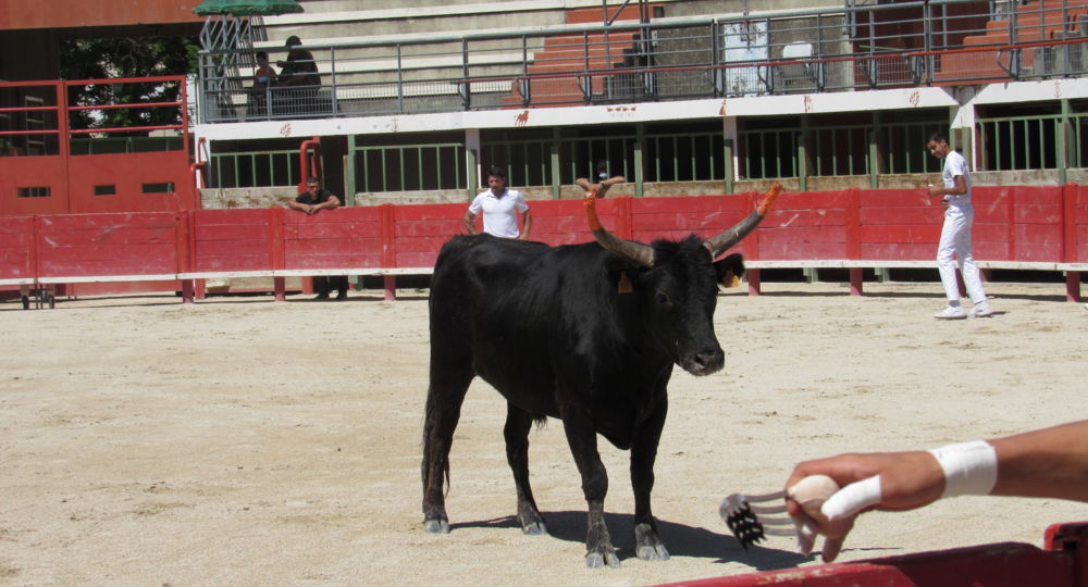 Trophée des Prémices à Vauvert