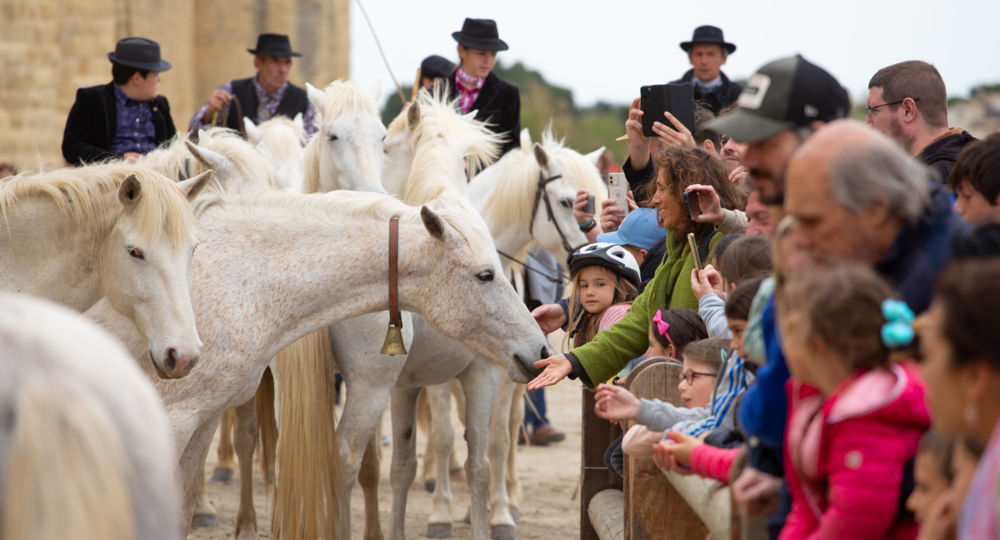 Printemps en Camargue_Aigues-Mortes