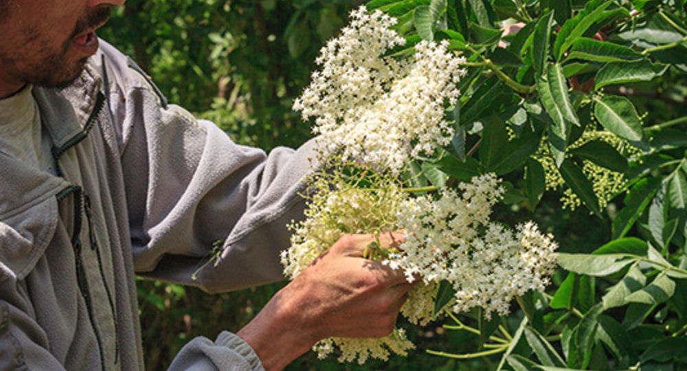 Cueillette de fleurs de sureau