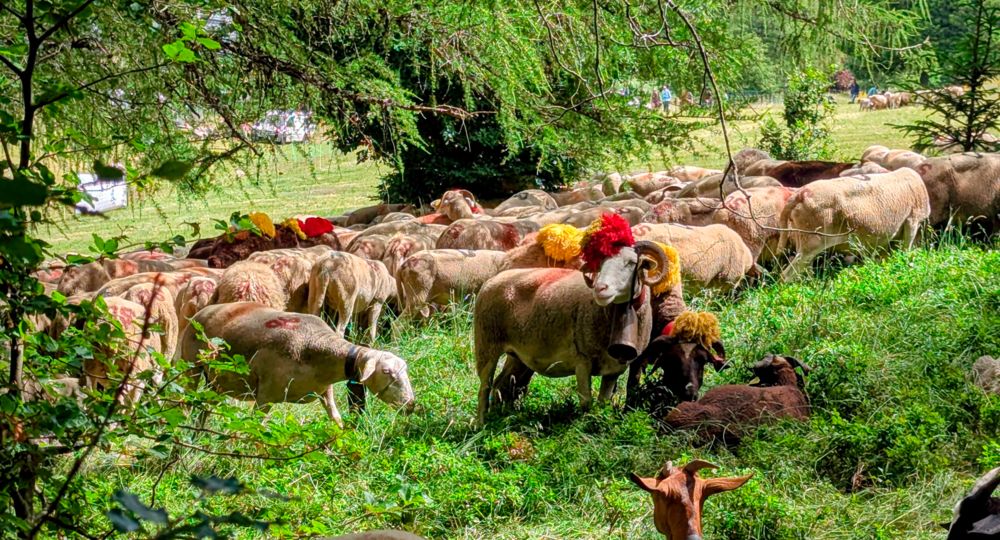 Fête de la Transhumance_Valleraugue