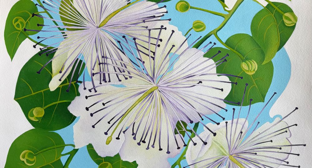 Exposition dessins -Butinerie - Perrine PÉe