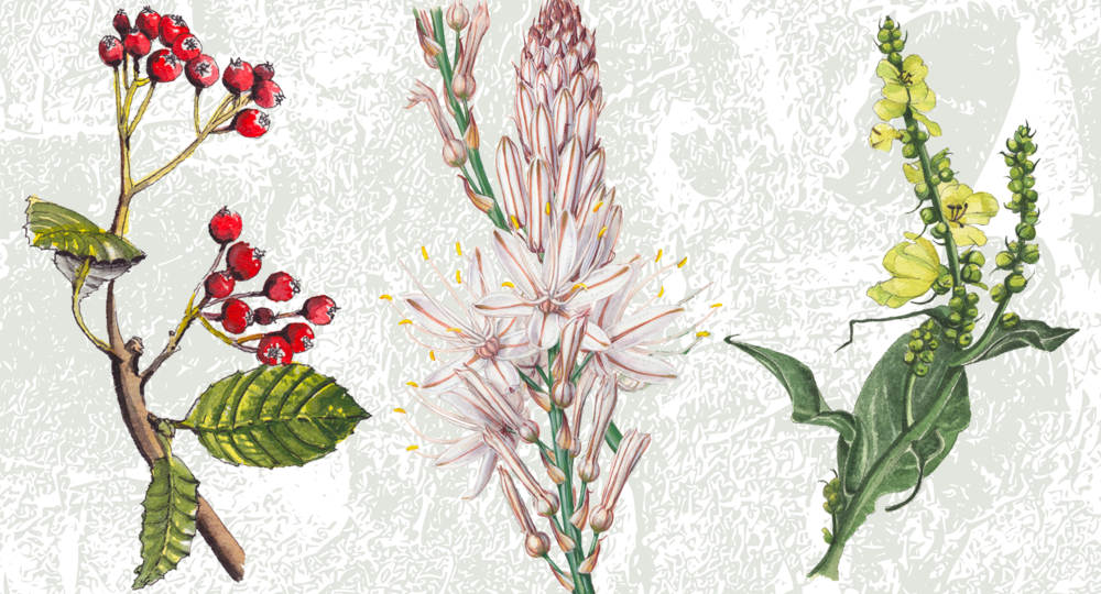 Exposition : Les plantes qui soignent_Le Vigan