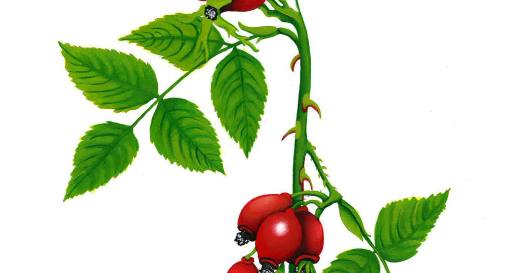 Exposition dessins -Butinerie - Perrine PÉe