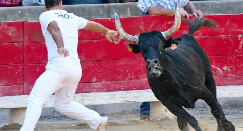 Courses Camarguaises - Trophée Niveau Avenir à Bellegarde_Bellegarde