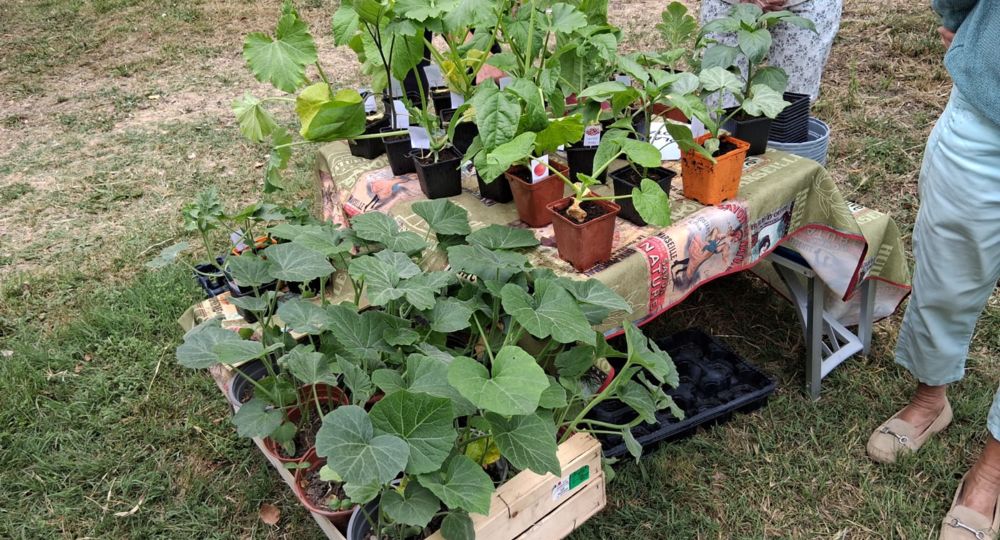 Bourses aux plantes_Villeneuve-lez-Avignon