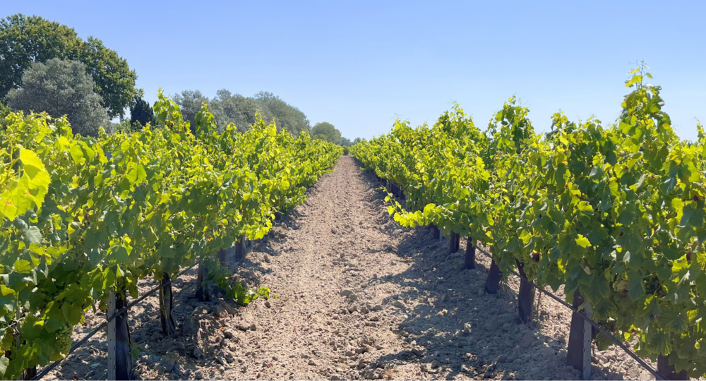 rangée de vignes