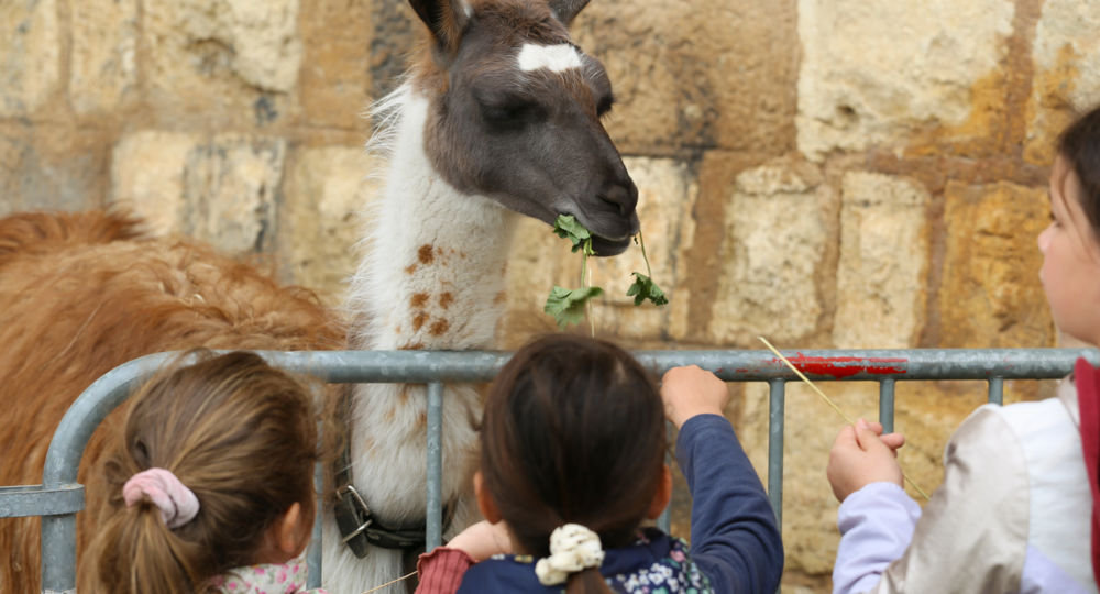 Printemps en Camargue_Aigues-Mortes