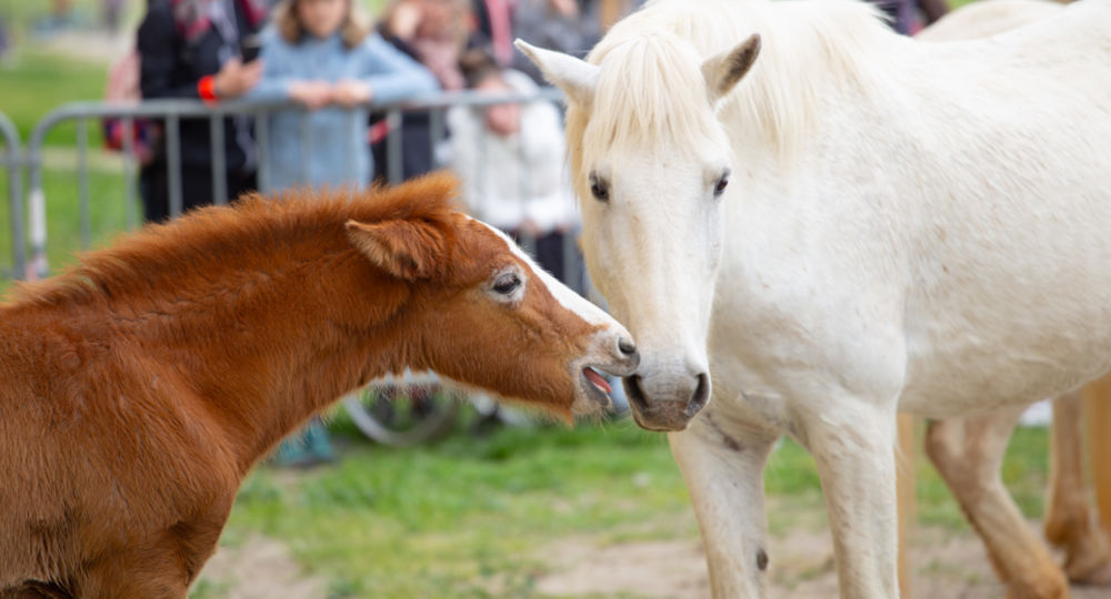 Printemps en Camargue_Aigues-Mortes