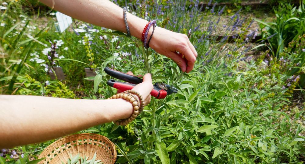 Les tisanes, de la cueillette au séchage