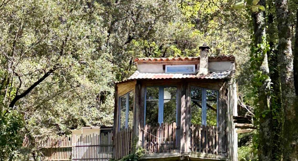 Le Merisier au milieu des arbres