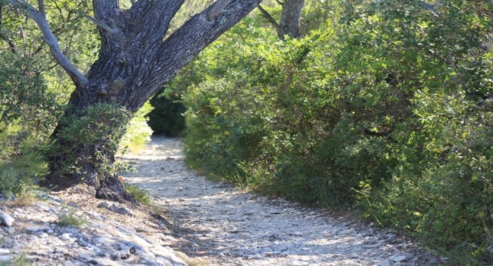 Sortie nature - Les secrets murmurés des arbres_Castillon-du-Gard