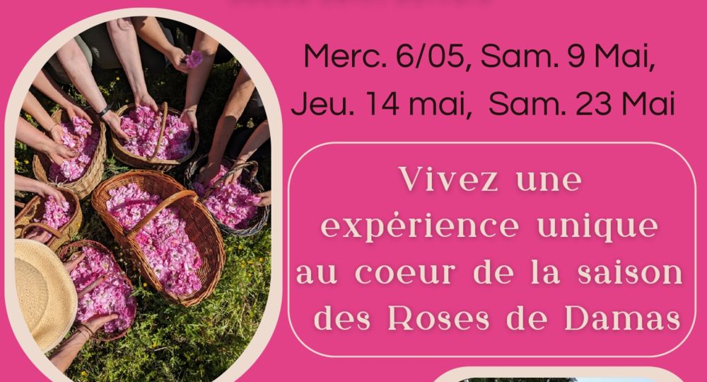 Printemps en roses chez Fleur d'artisane - productrice d'herbes aromatiques et médicinales_Saint-Gervais