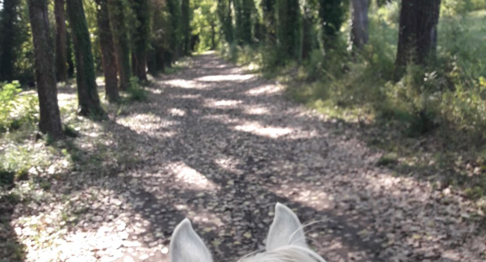 sur un cheval , la nature