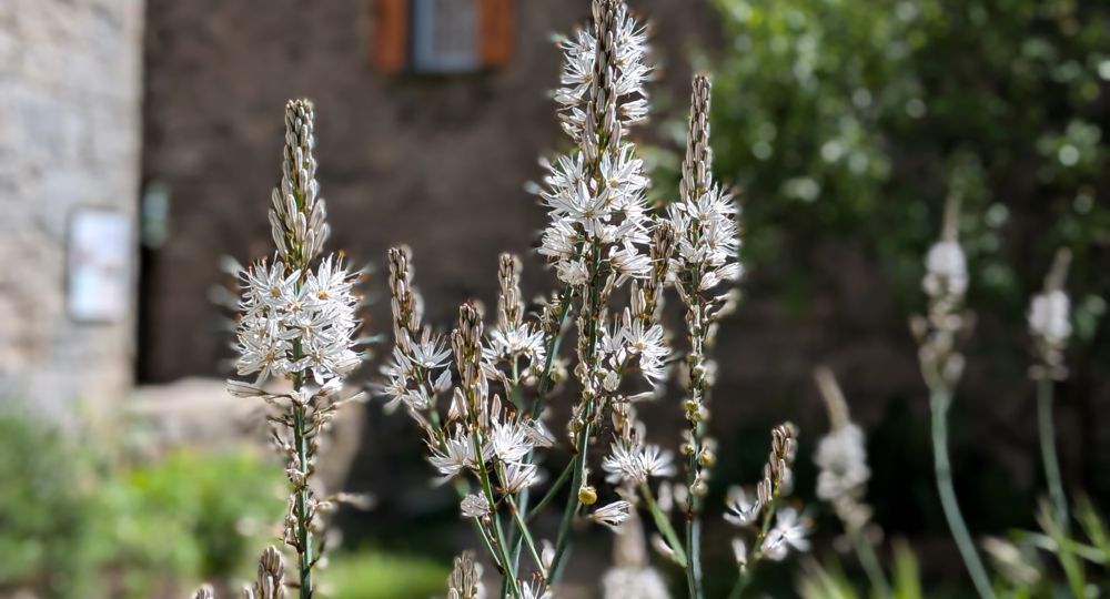Association Asphodèle le Prieuré_Sumène