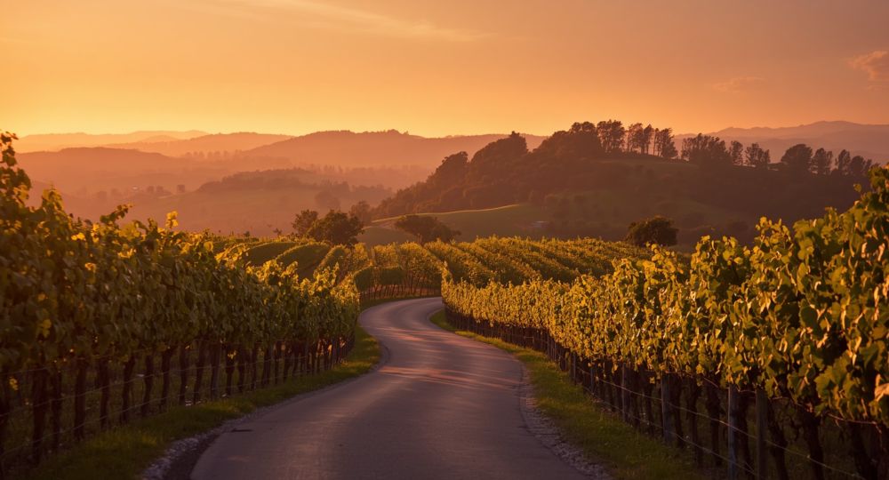 My Vino Road_Villeneuve-lez-Avignon