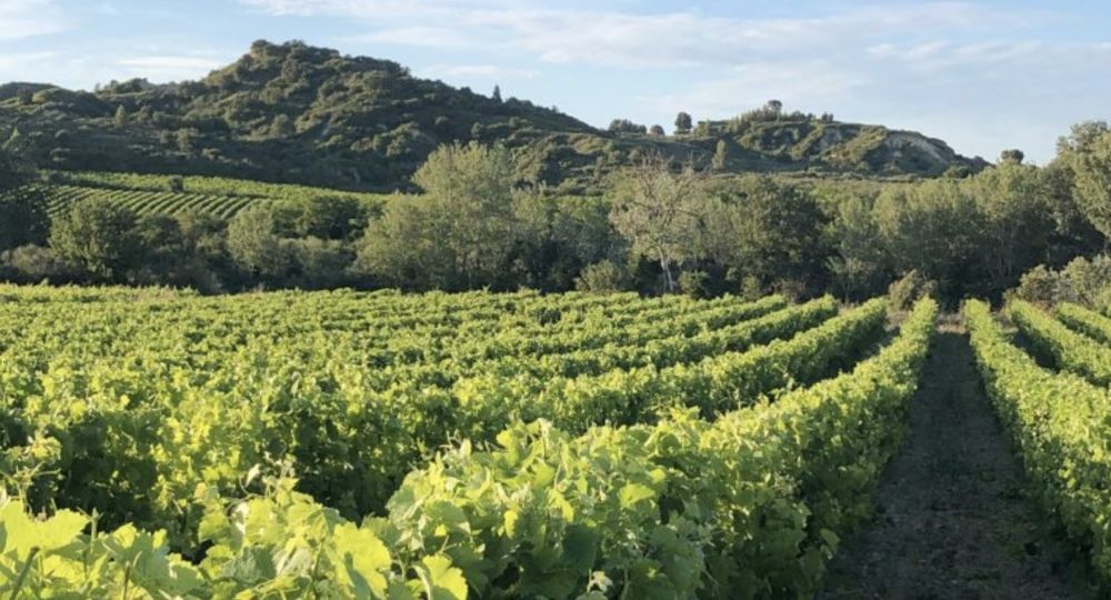 Vignobles Boudinaud