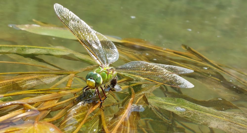 Les petites bêtes de la rivière