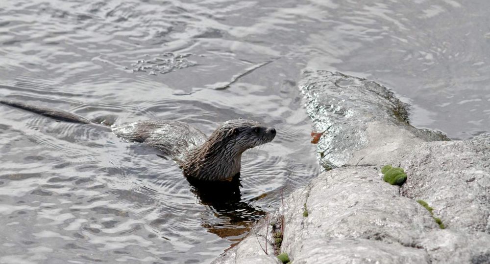 Sortie : Comme une loutre_Saint-Jean-du-Gard