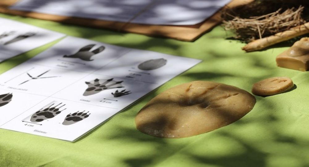Atelier ludique et nature - Traces et empreintes des animaux_Collias
