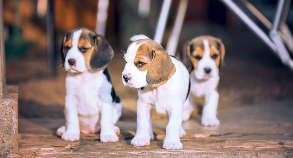 L'univers du chiot
