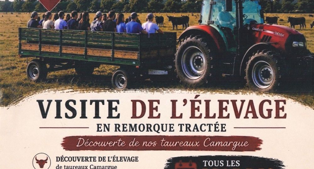 Visite élevage de taureaux de Camargue_Garrigues-Sainte-Eulalie