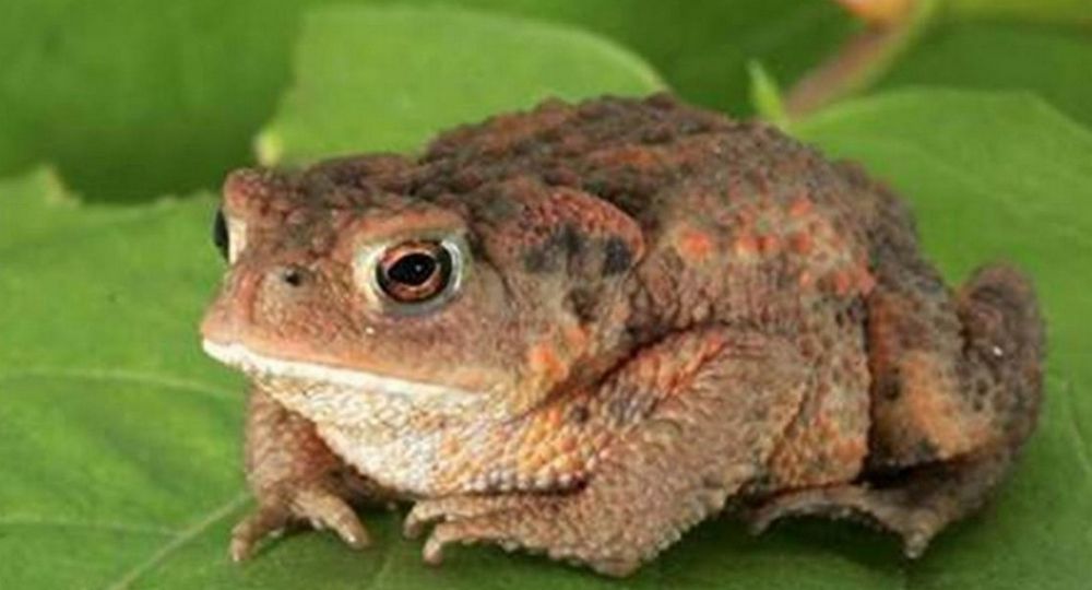 Un Été à la Maison de l'Eau_Les Plantiers