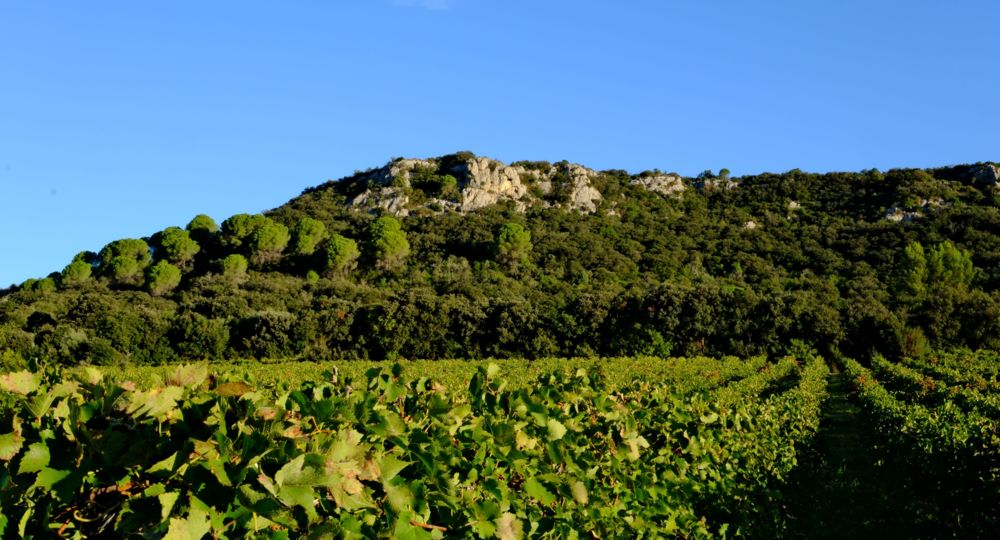 Vignobles Boudinaud