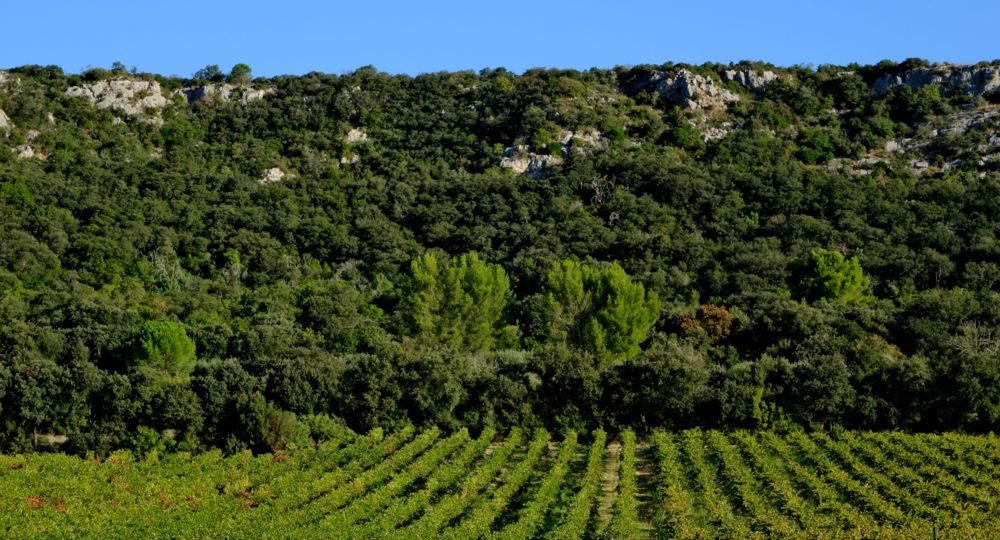 Vignobles Boudinaud