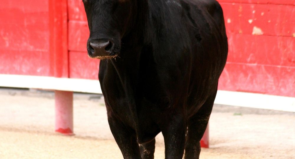 Course camarguaise - Ligue Occitanie_Remoulins