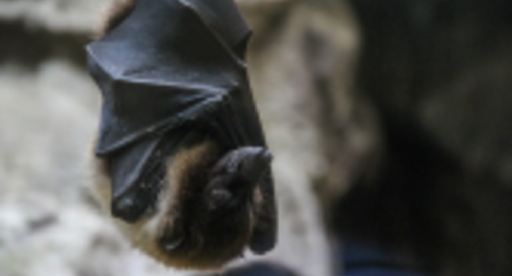 Dimanche aux jardins : création d'un abri pour les chauves-souris_Villeneuve-lez-Avignon