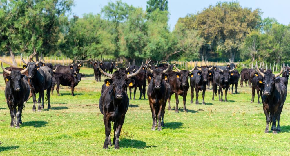 Immersion dans l'univers des Gardians_Vallabrègues