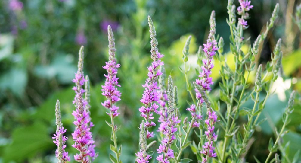 Avril en balade 202 - Sortie botanique