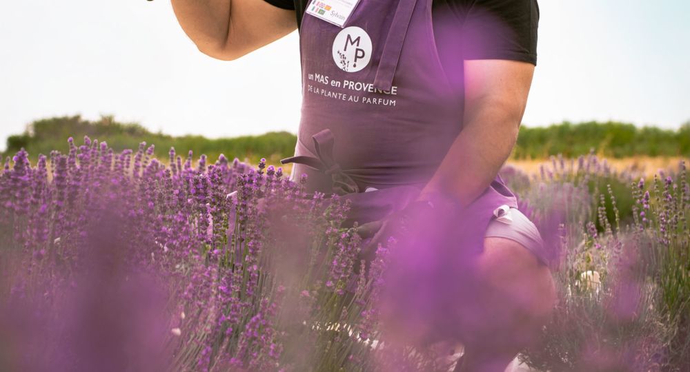 Visites guidées au Mas en Provence_Bellegarde