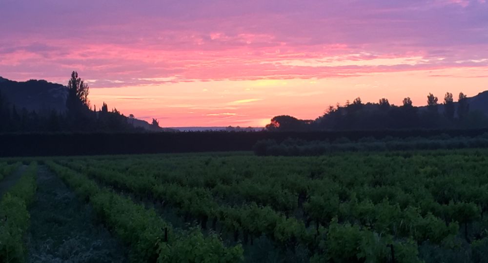 Vignobles Boudinaud