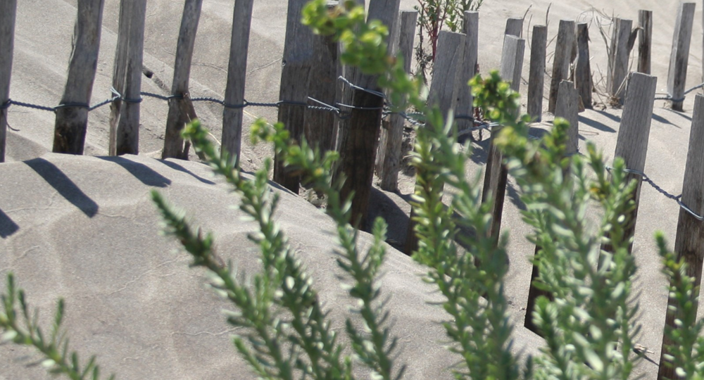 Atelier botanique : bord de mer_Nîmes